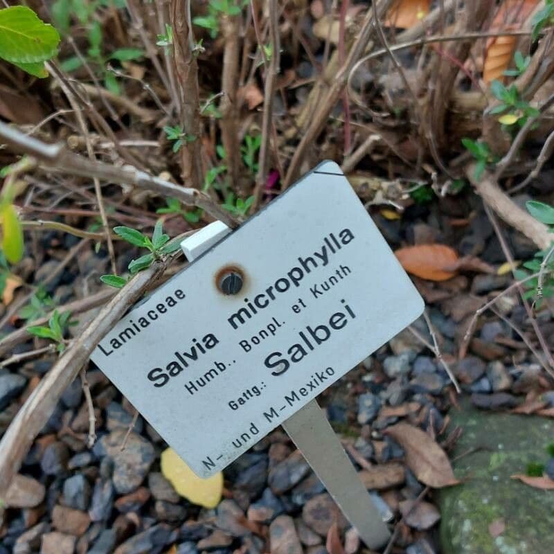 Salvia a foglie piccole 28