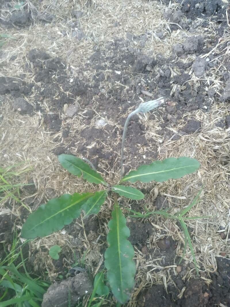 Chaptalia texana 13