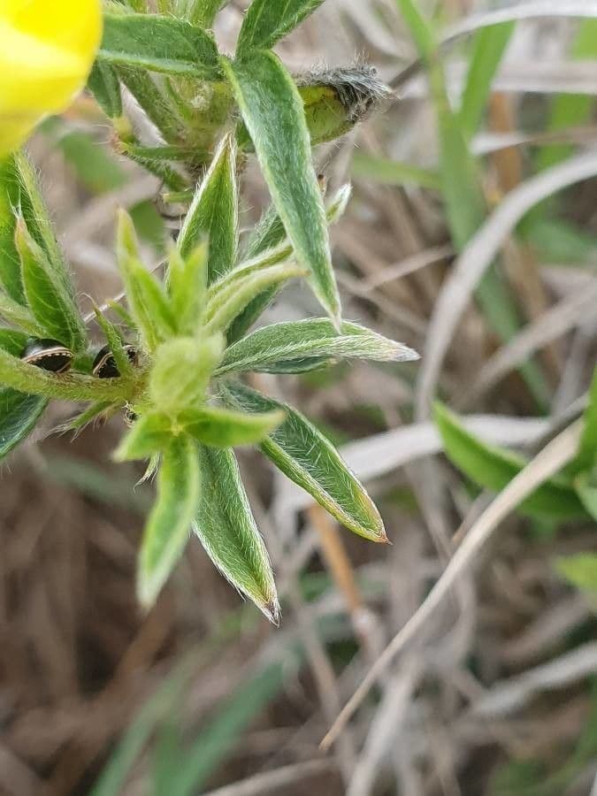 Crotalaria 4