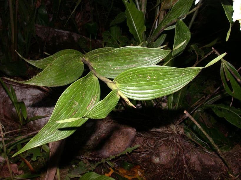 Sobralia 10