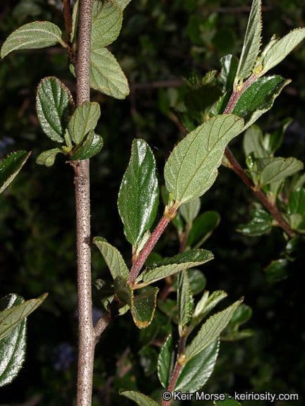 Ceanothus plstnatý 19