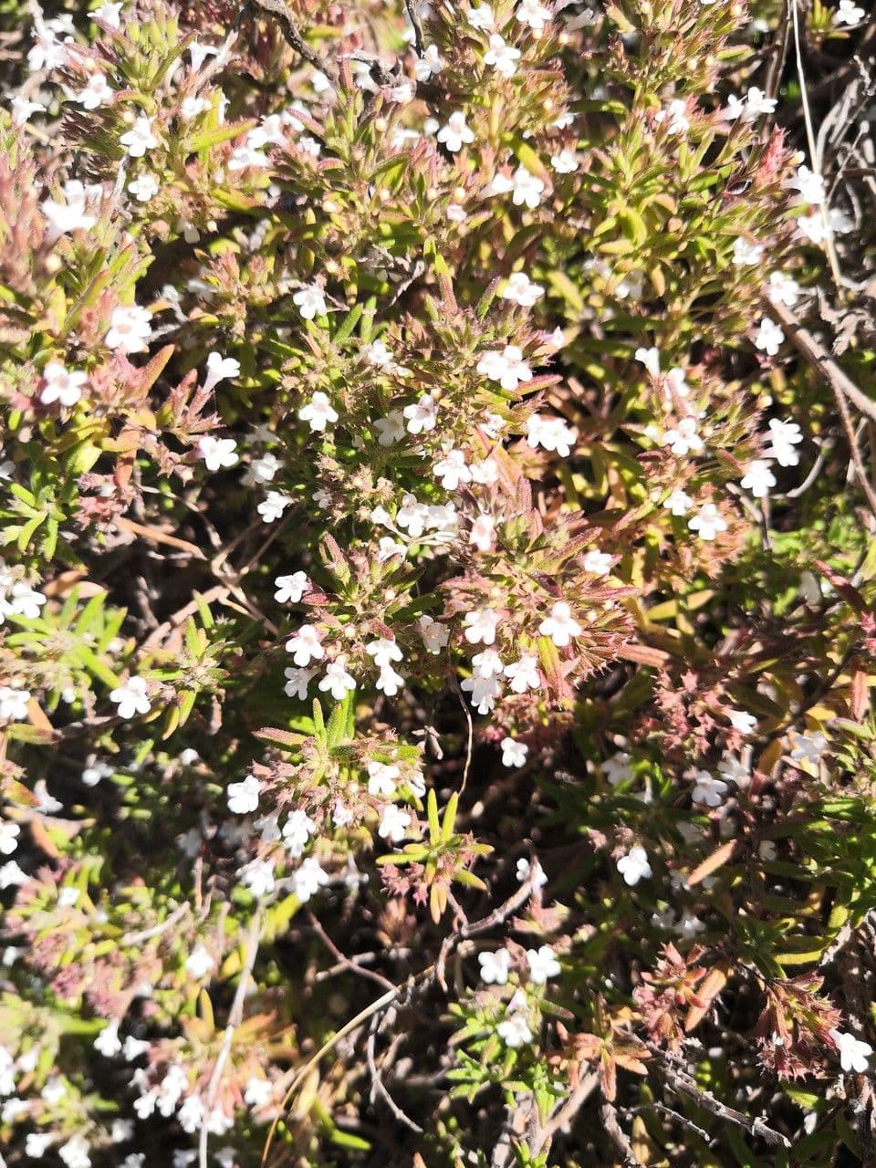 Micromeria 2