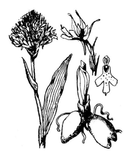 Kugelorchis 22