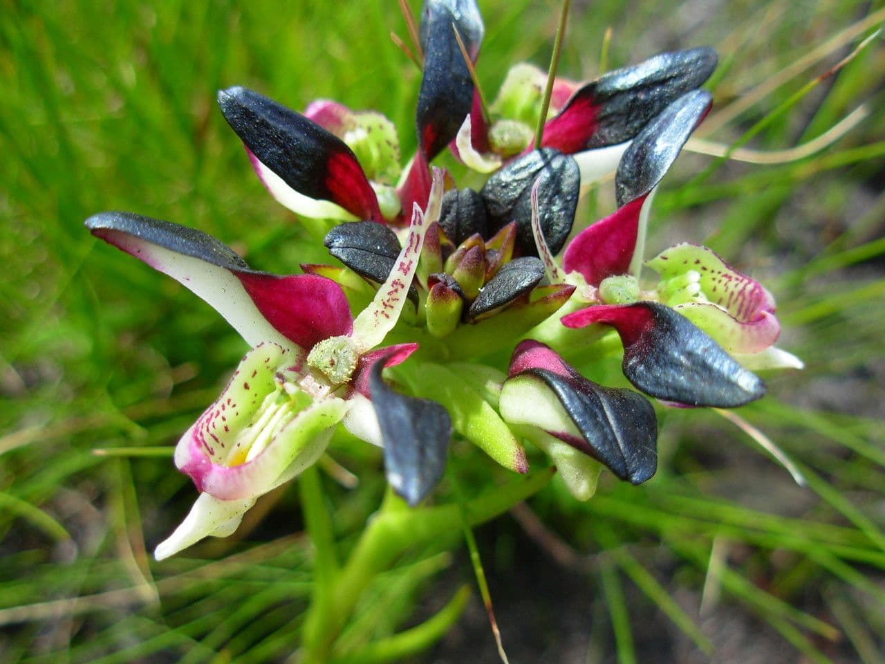 Disa