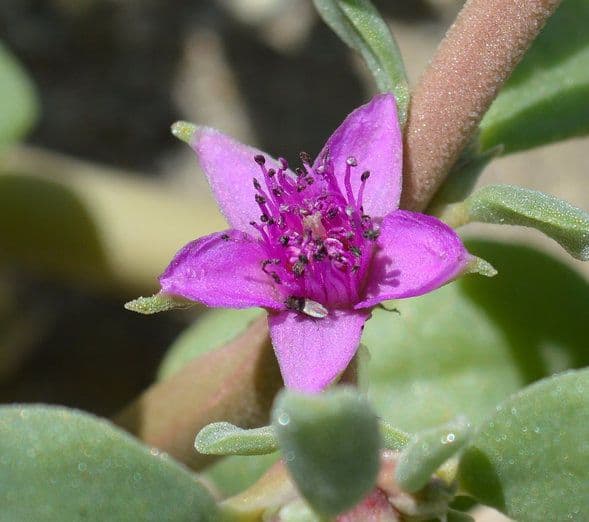 Portulaca occidentale