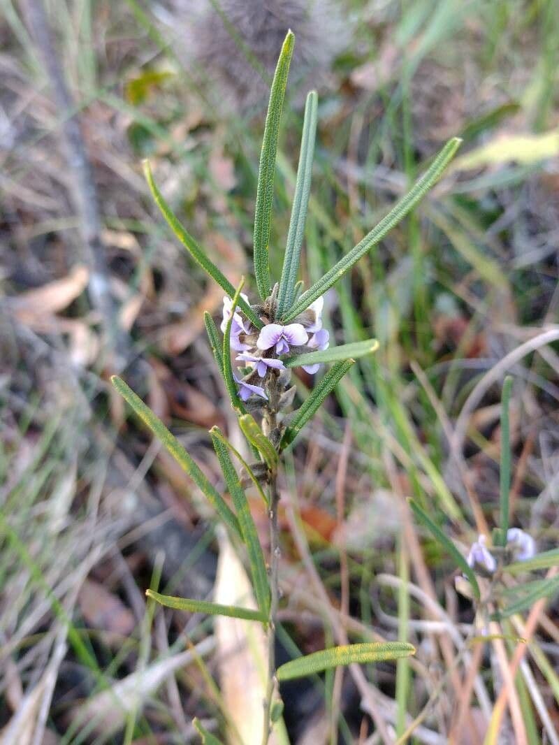 Hovea 3