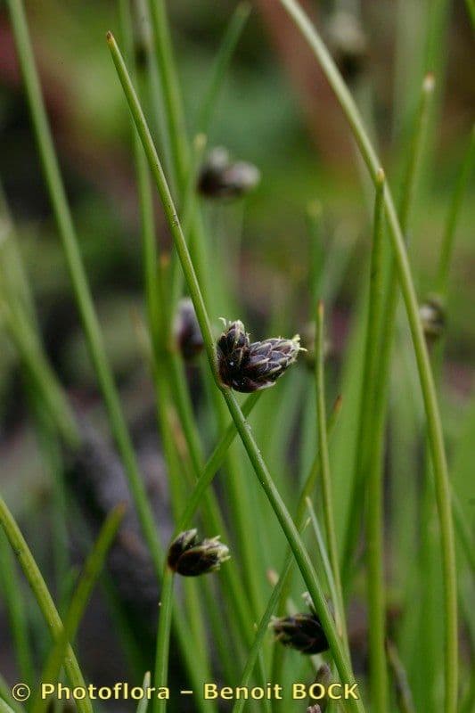 Schoenoplectus setaceus