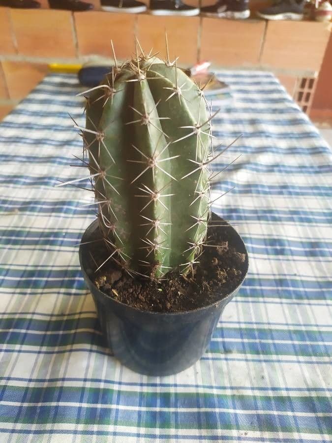 Polaskia 10