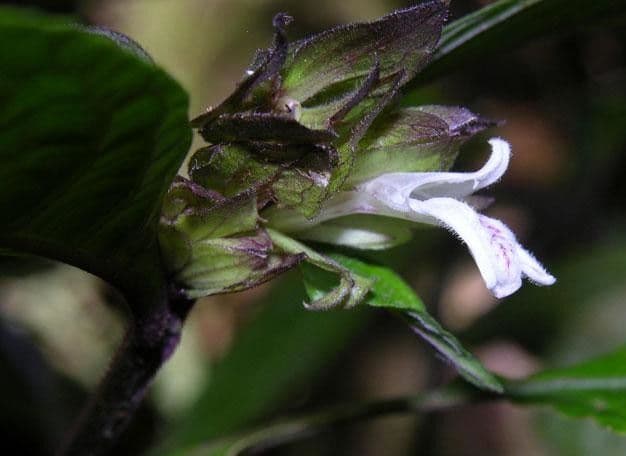 Herpetacanthus 3