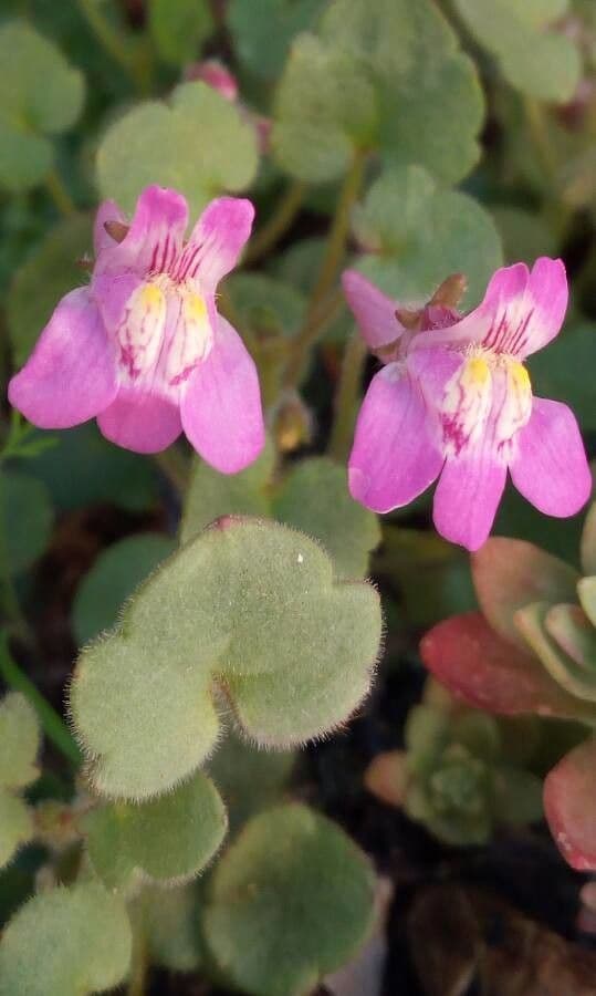 Cymbalaria pallida 2