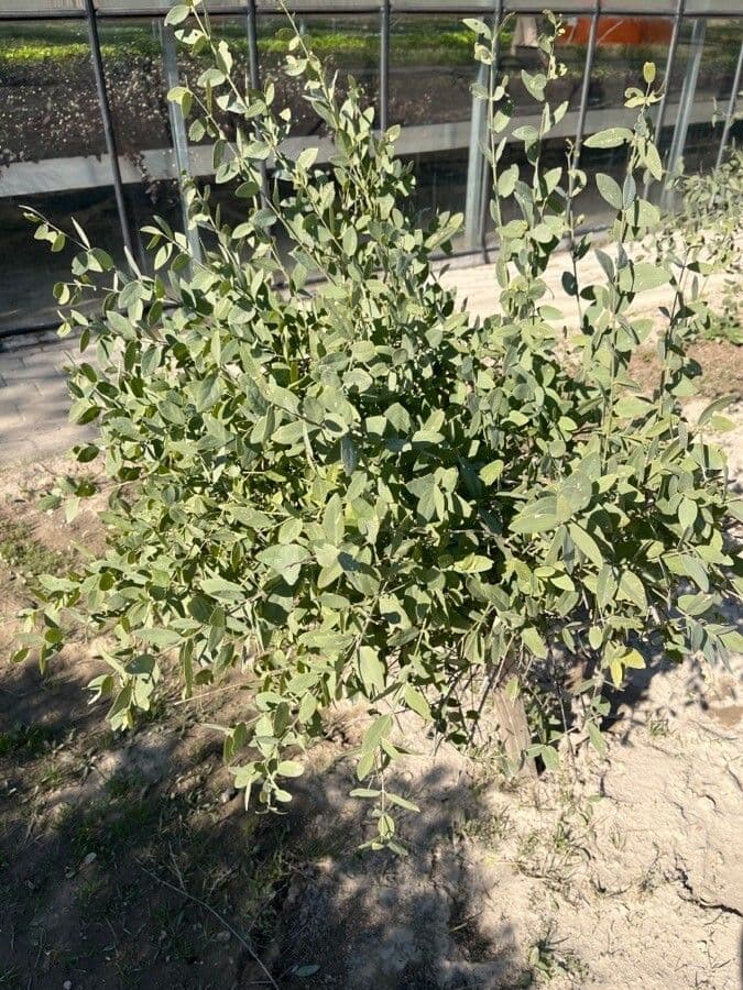 Jojoba 14