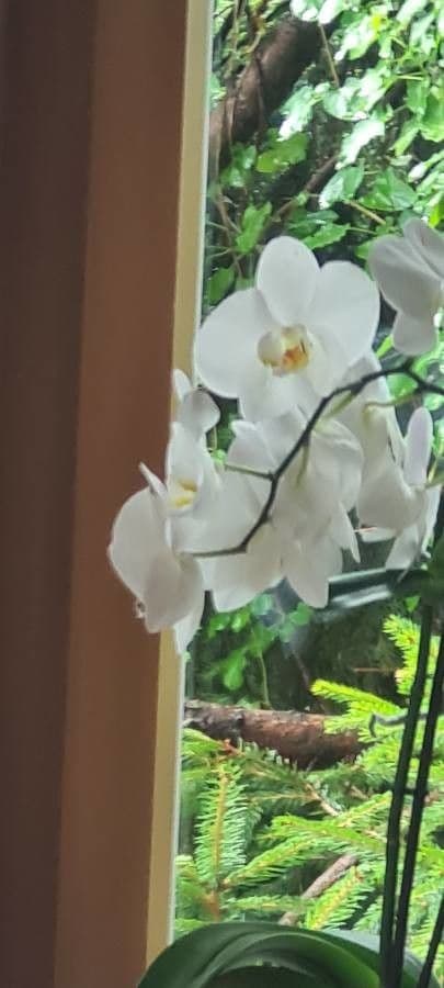 Orchidea farfalla 24