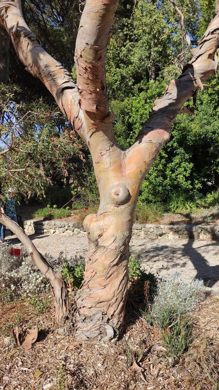 Kybean-Eukalyptus 2