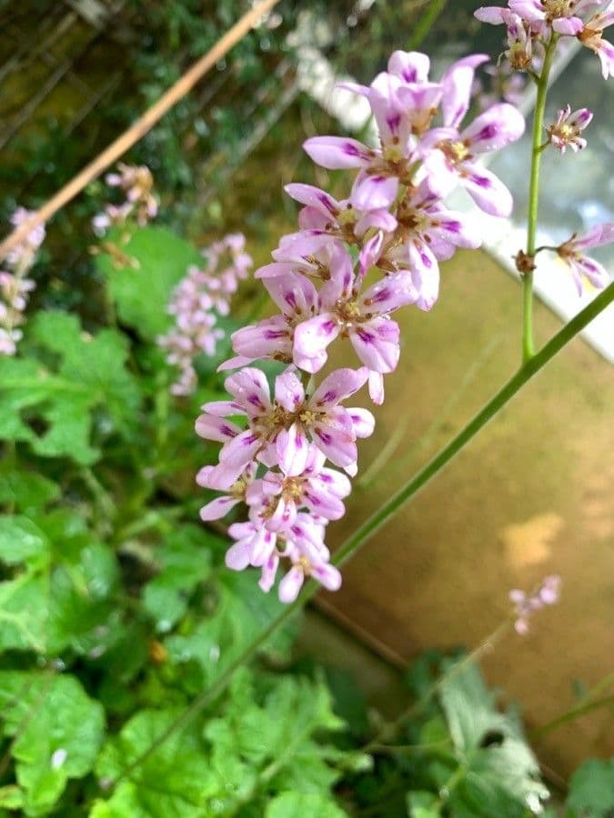 Francoa 3
