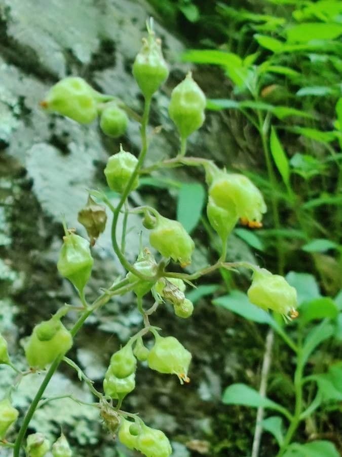 Purpurglöckchen 7