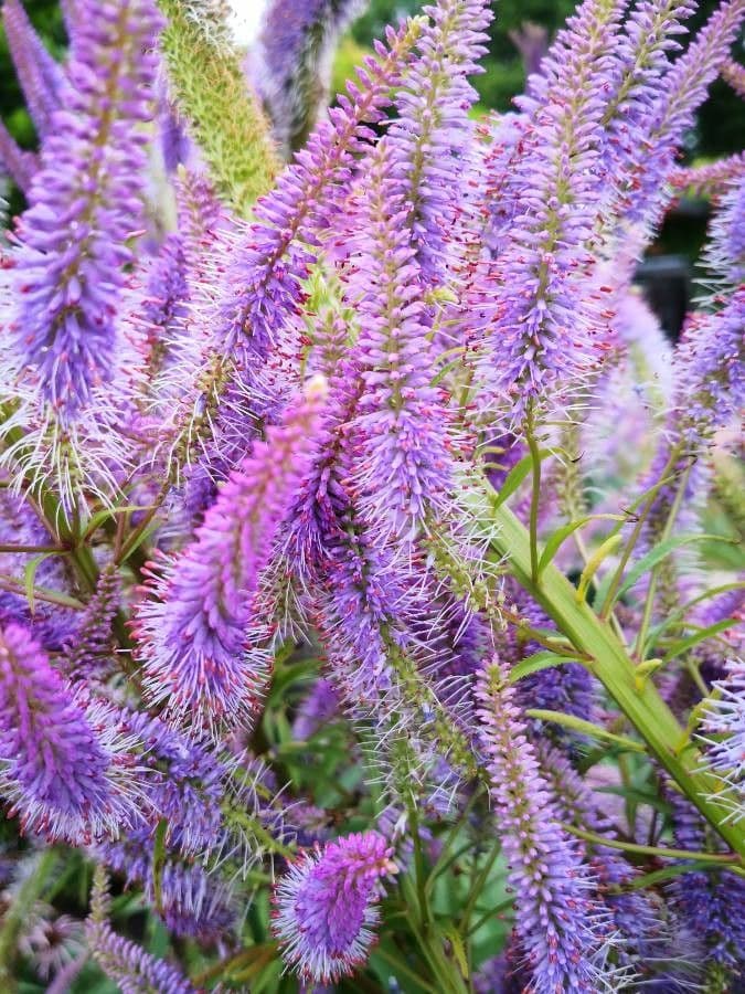 Veronica virginica 6