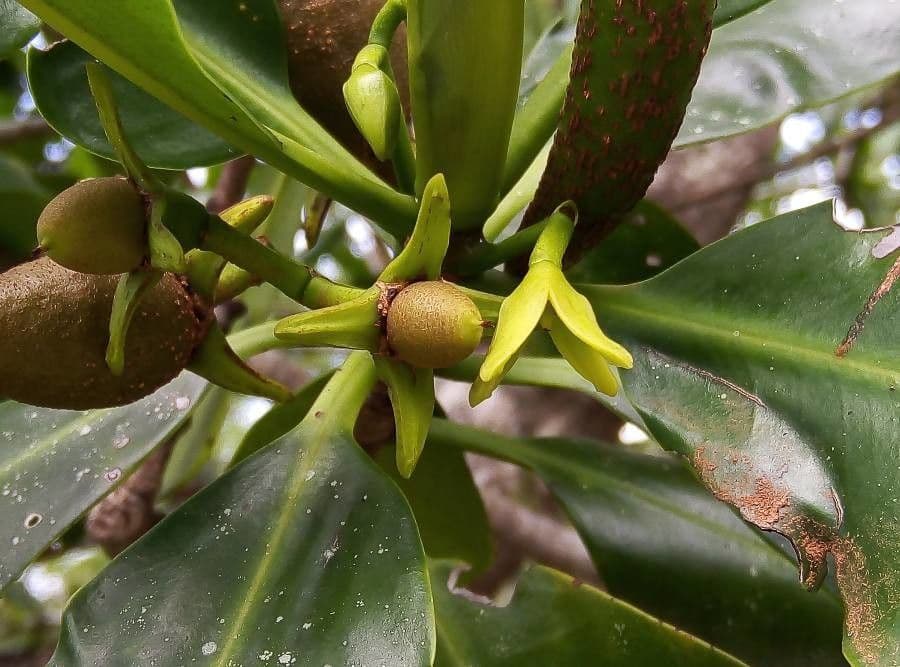 Mangrovia rossa 9