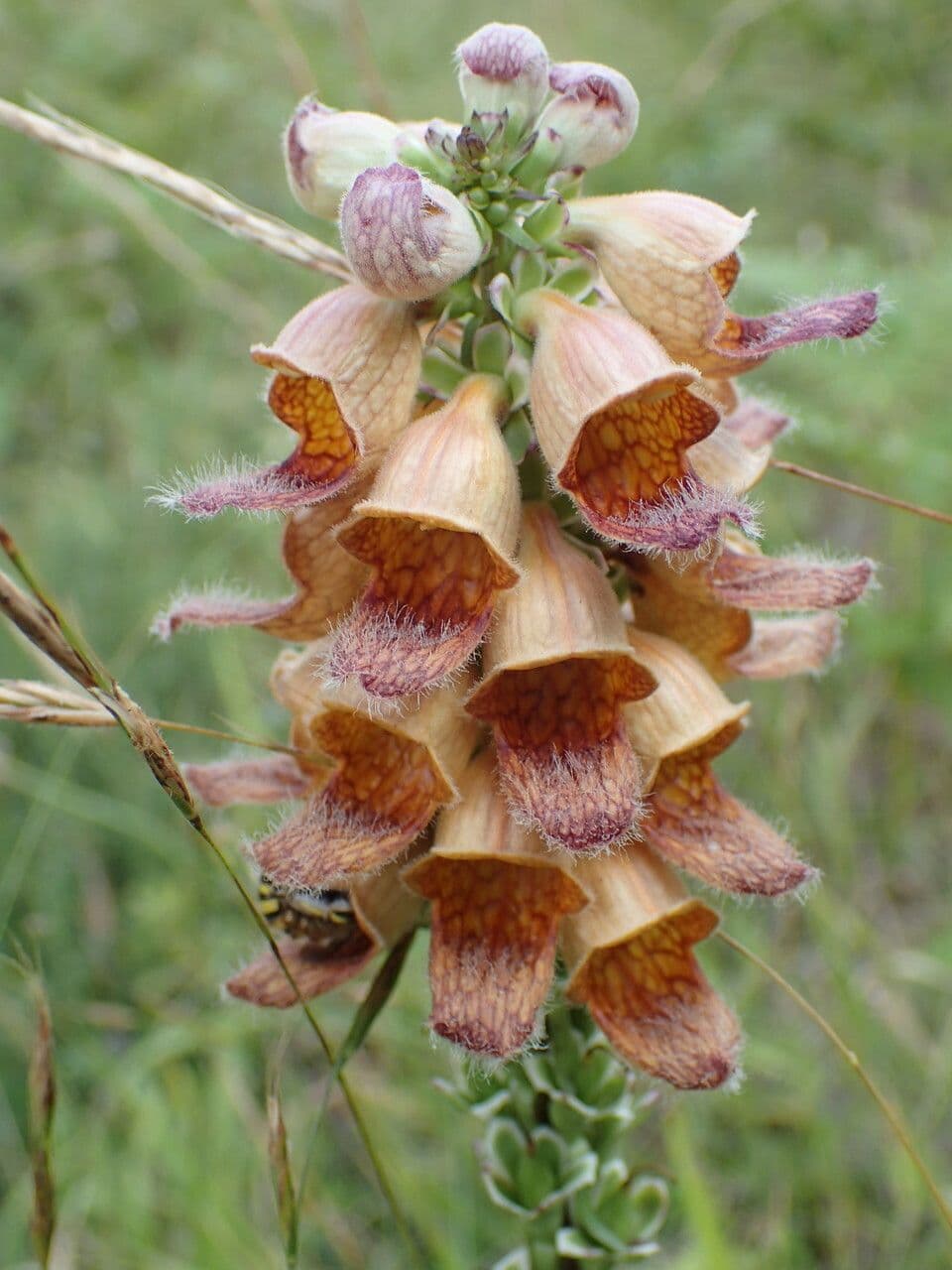 Digitale rugginosa 9