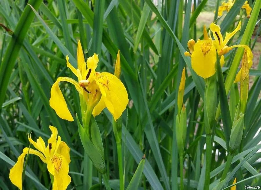 Sumpf-Schwertlilie 8