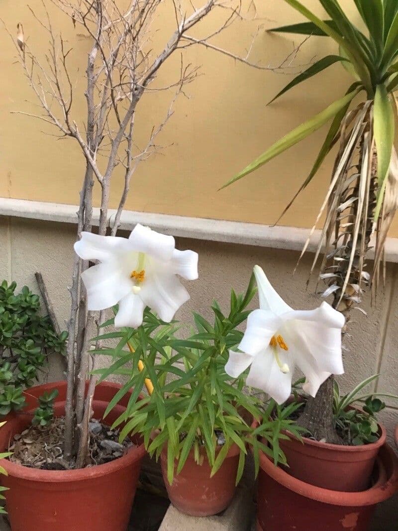Giglio di Pasqua 19
