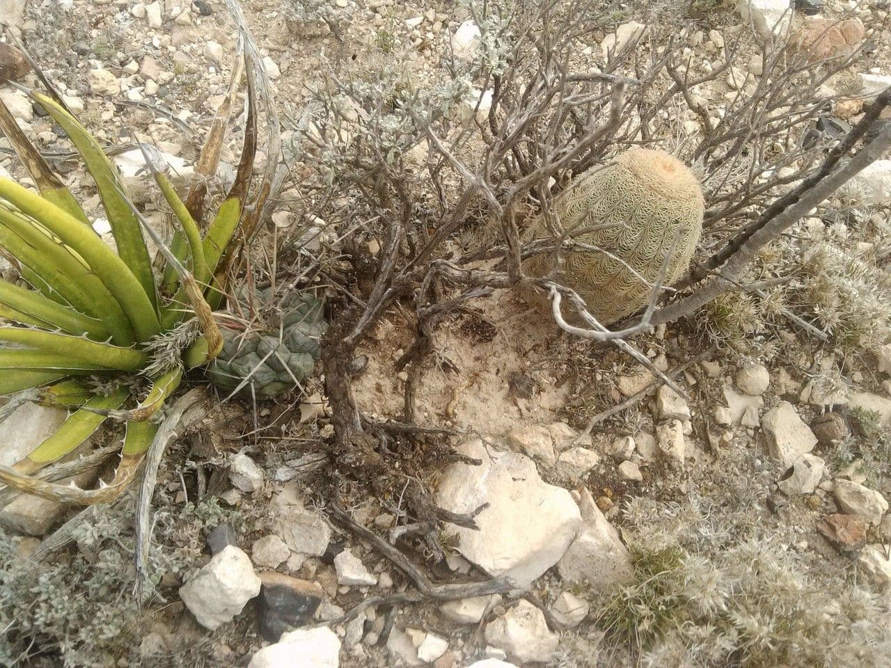 Cactus pettine 12