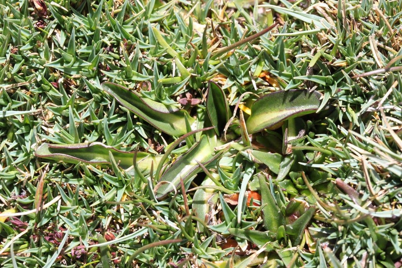 Oritrophium limnophilum 16