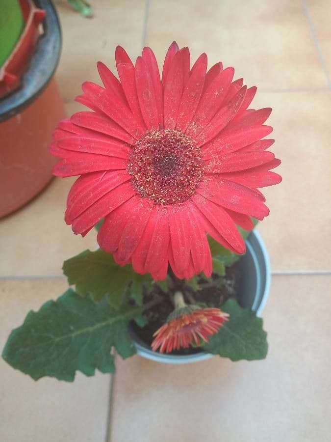 Gerbera 3