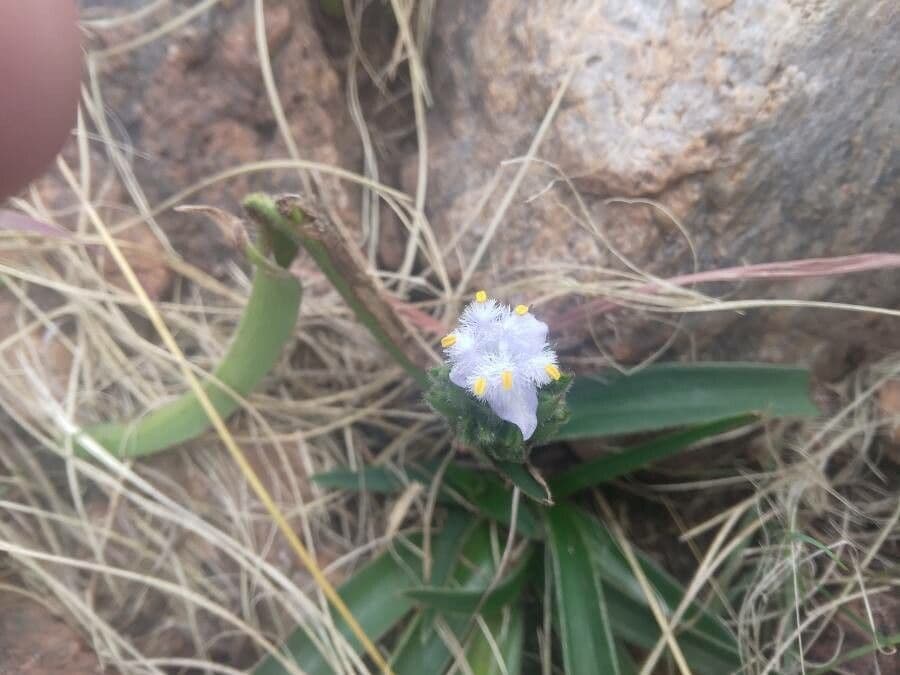 Cyanotis speciosa