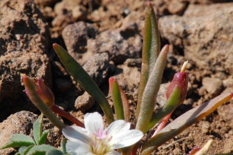 Lewisia nana 8
