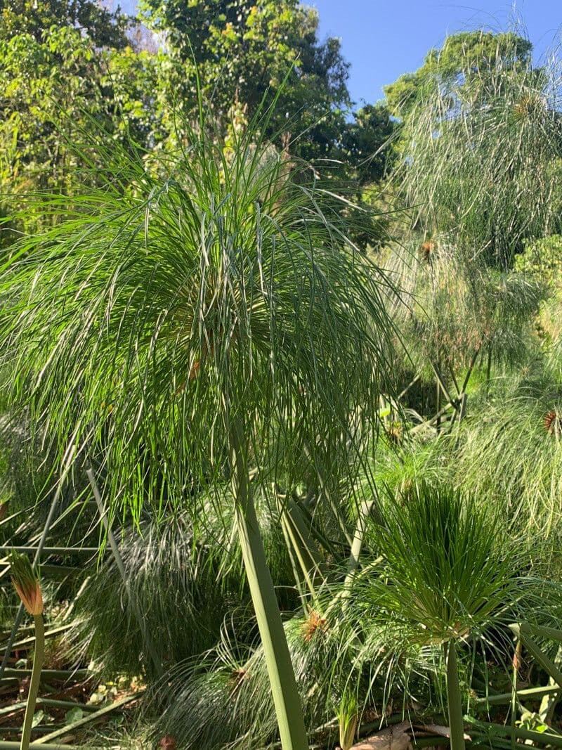 Papyrusstaude 26