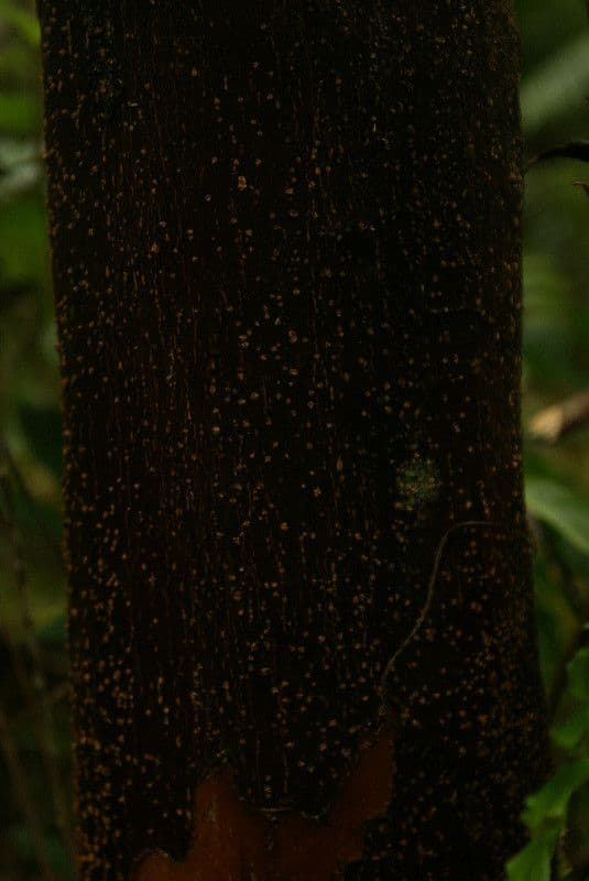 Aphloia theiformis 25