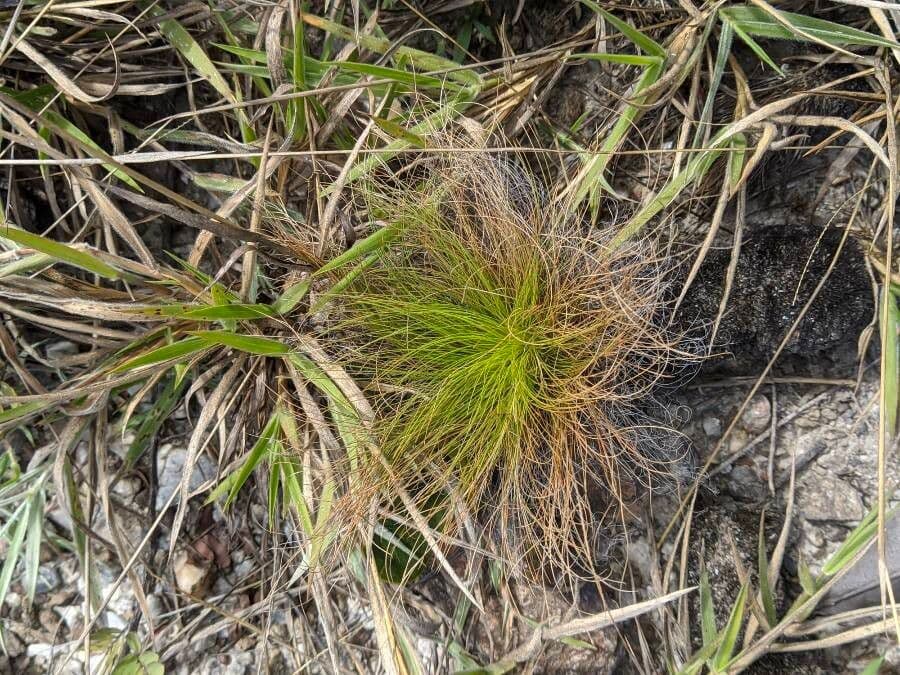 Bulbostylis paradoxa 5