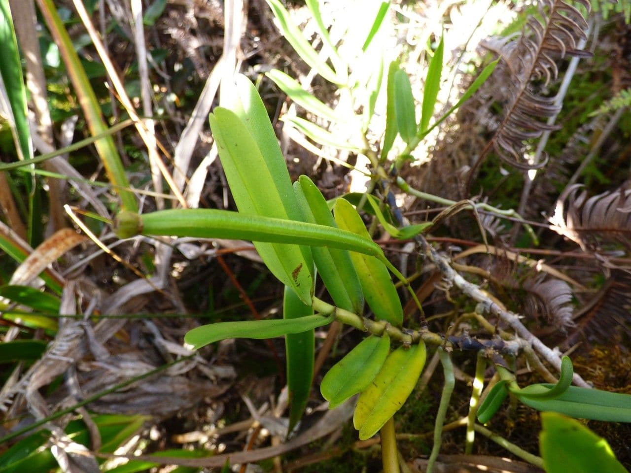 Jumellea 2