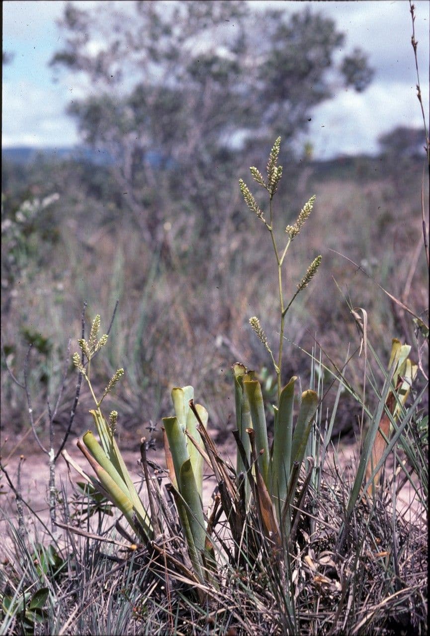 Brocchinia 3