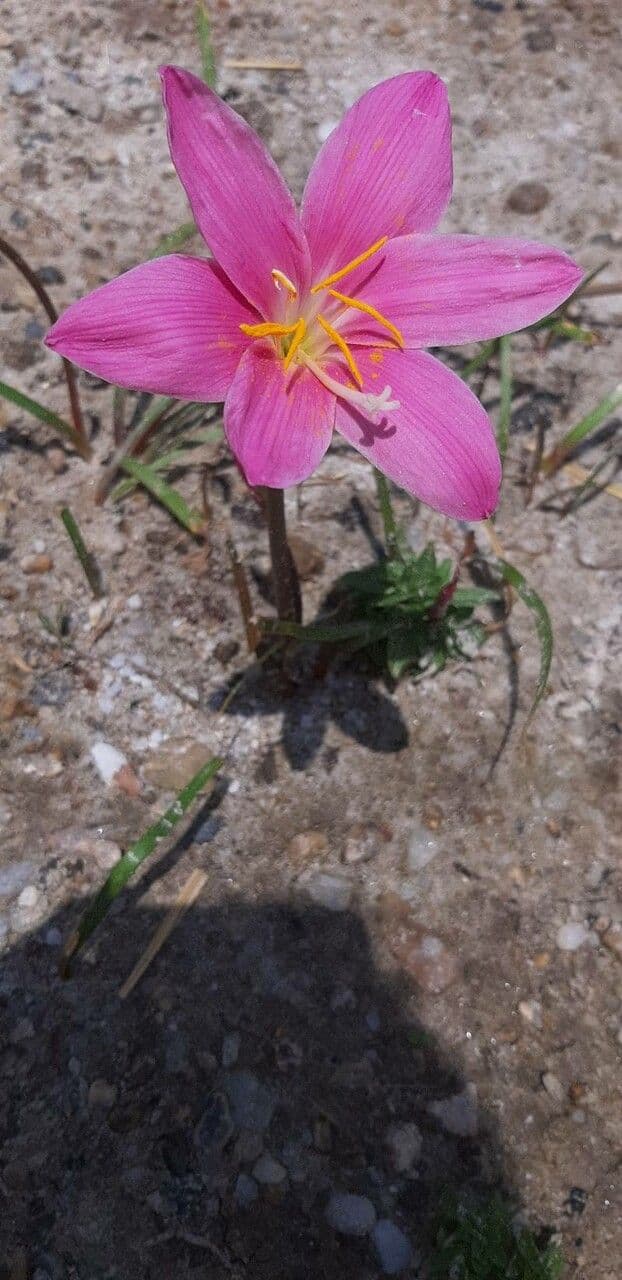 Rosa Regenlilie 2