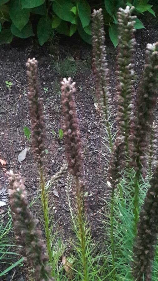 Liatris espigada 4