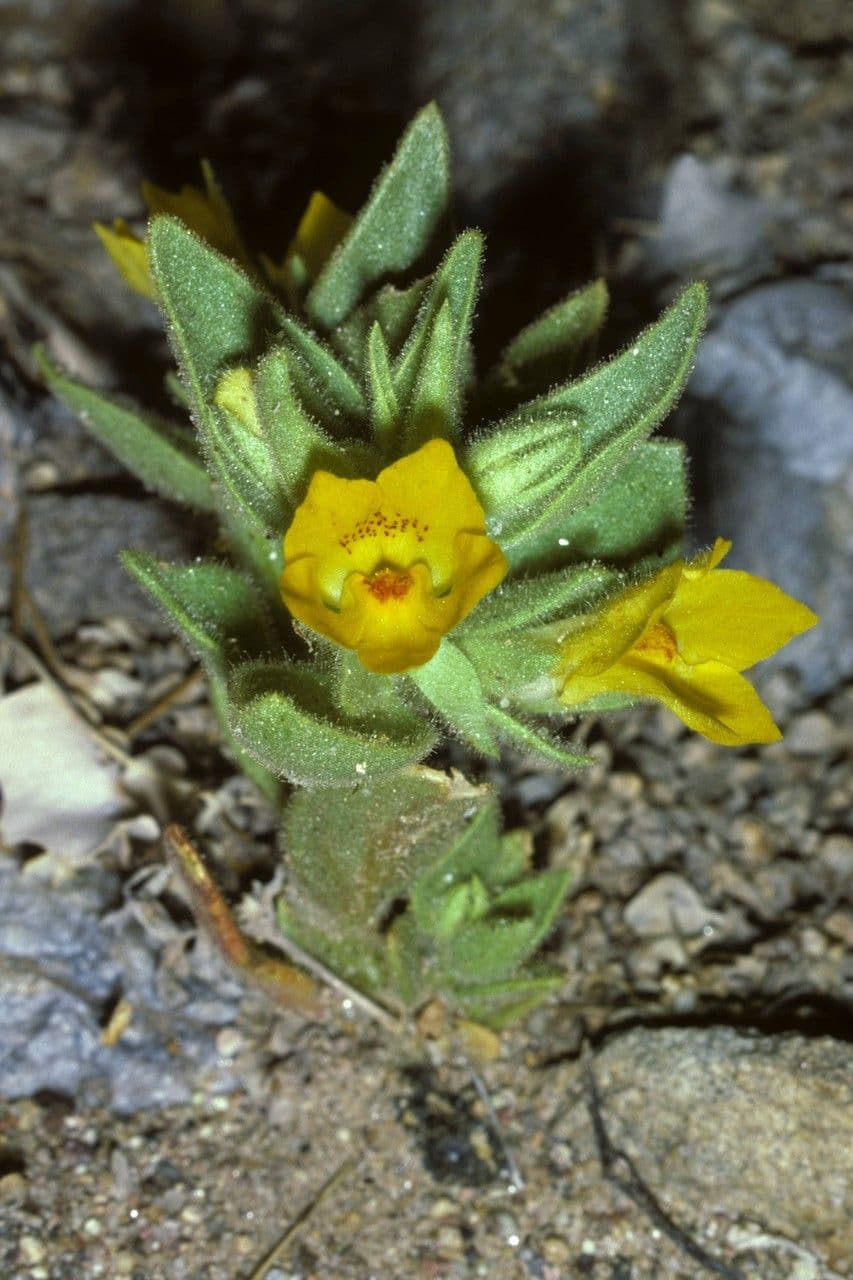 Mohavea confertiflora 6