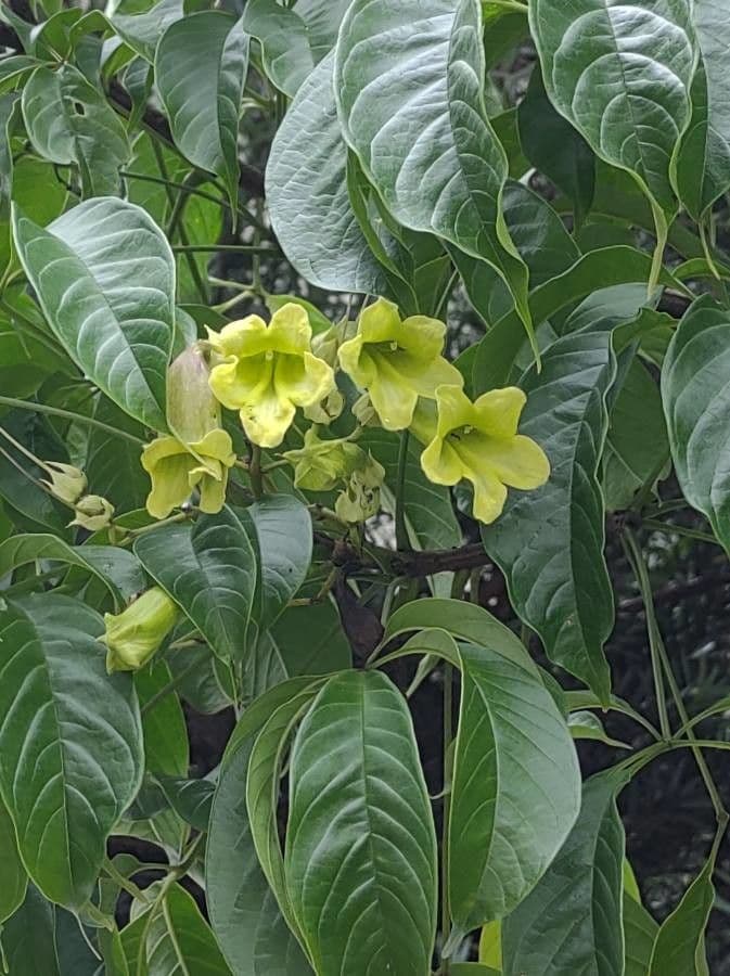 Albero trombetta giallo