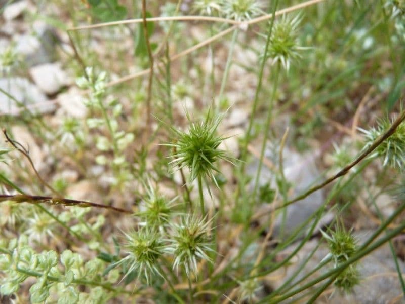 Echinaria capitata 14
