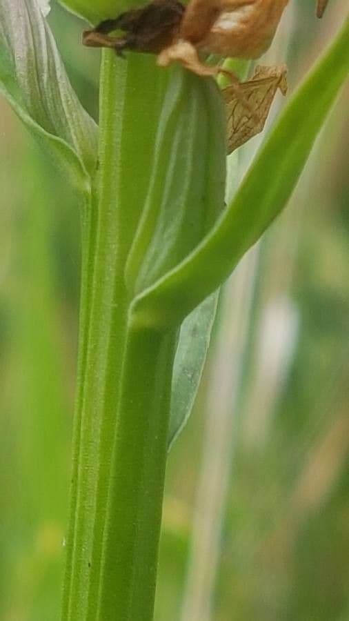 Orchidea macchiata 21