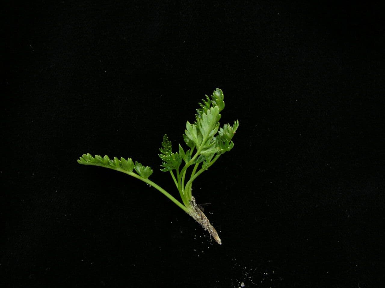 Cortiella 6