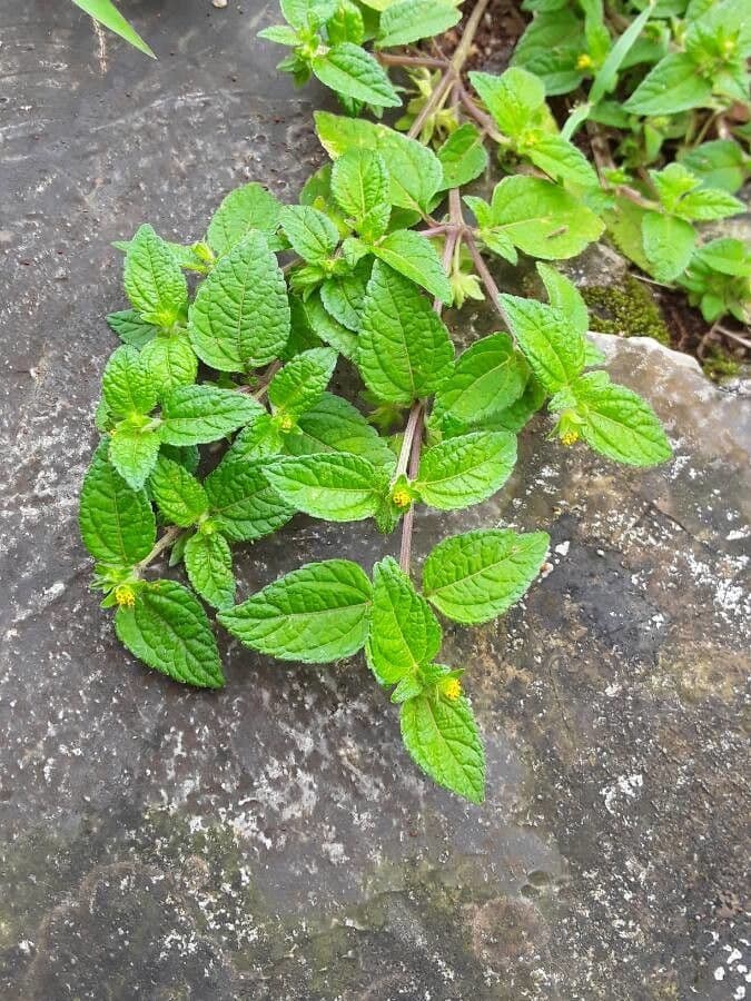Eleutheranthera ruderalis 9