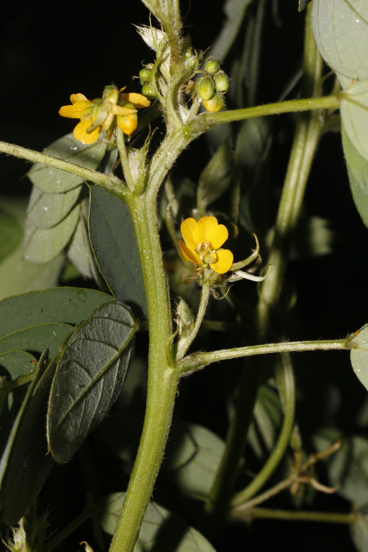Einblättrige Senna 6