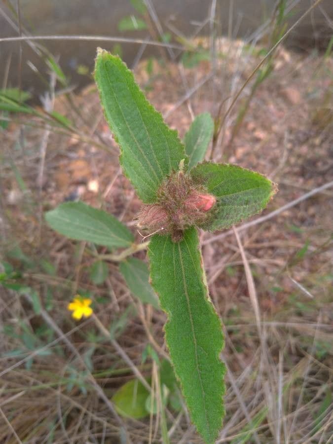 Pavonia hastata 18