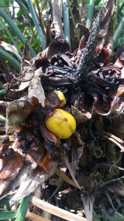 Dioon commestibile 2