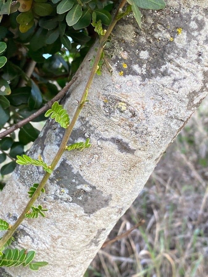 Haplocoelum 13