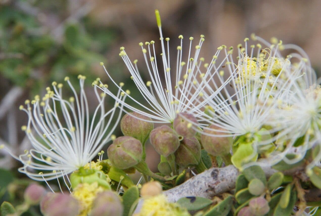 Dickblättrige Maerua 8