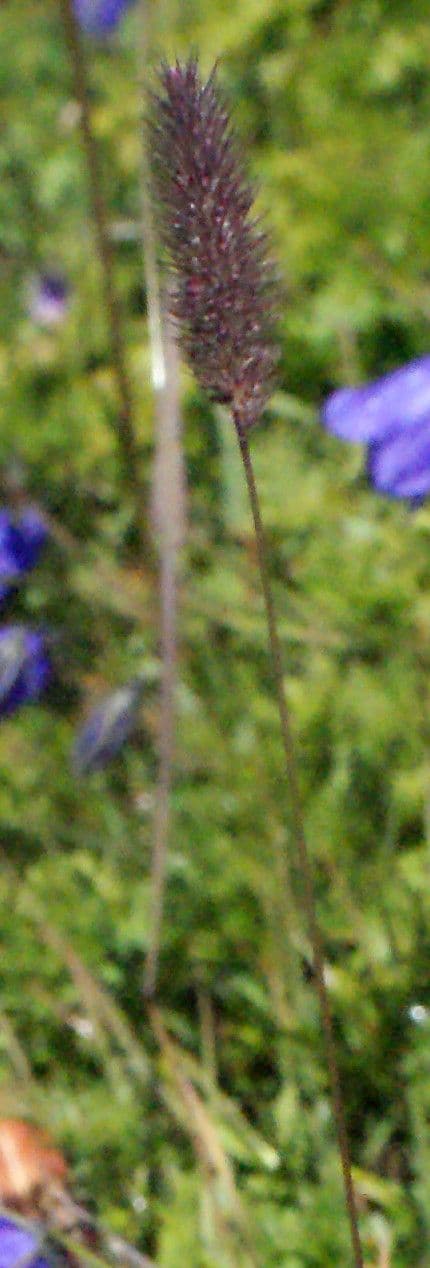 Codolina alpina 12