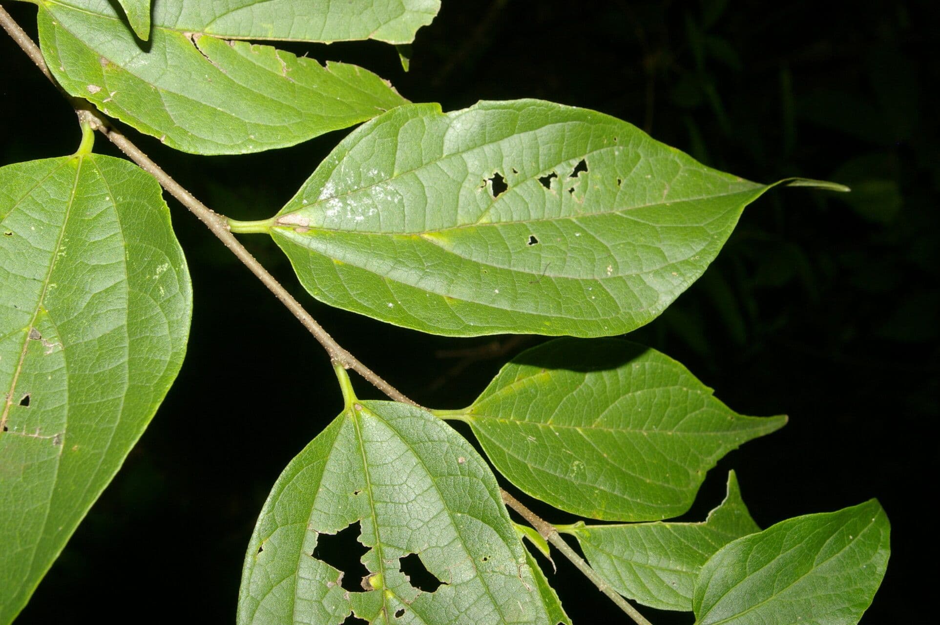 Bagolaro trinervio 3