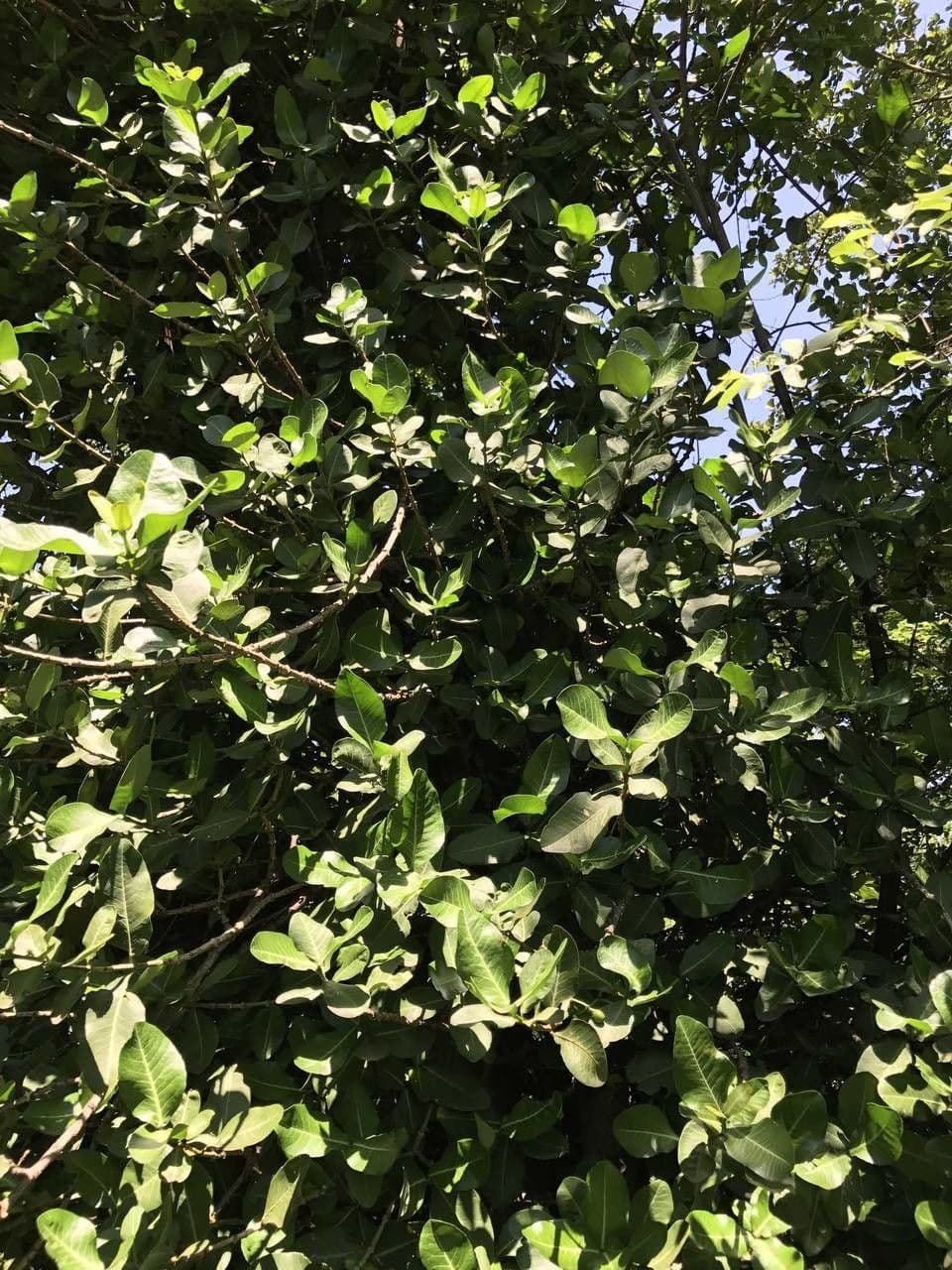 Garcinia livingstonei 8